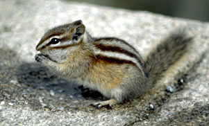 Chipmunk