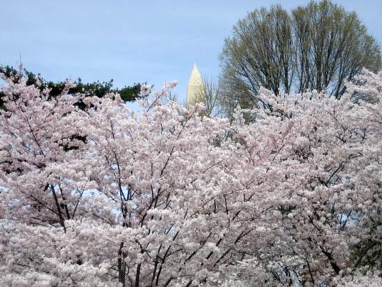 DC Cherry Blossoms